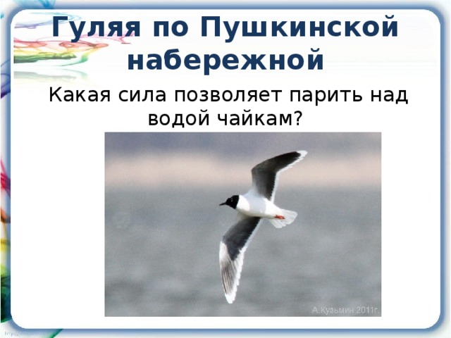 Гуляя по Пушкинской набережной  Какая сила позволяет парить над водой чайкам?