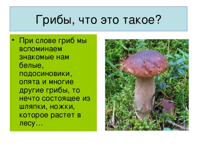 При слове гриб мы вспоминаем знакомые нам белые, подосиновики, опята и многие другие грибы, то нечто состоящее из шляпки, ножки, которое растет в лесу…