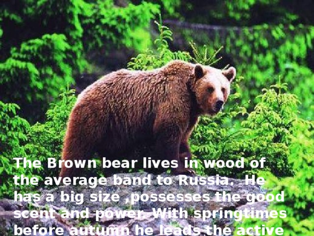 The Brown bear lives in wood of the average band to Russia. He has a big size ,possesses the good scent and power. With springtimes before autumn he leads the active lifestyle.