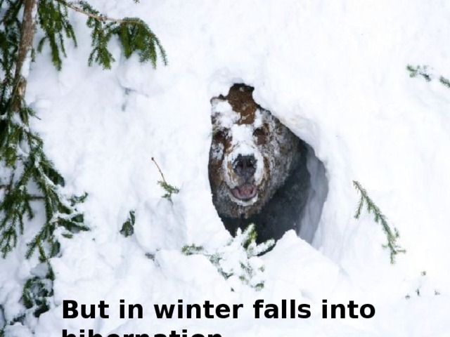 But in winter falls into hibernation .