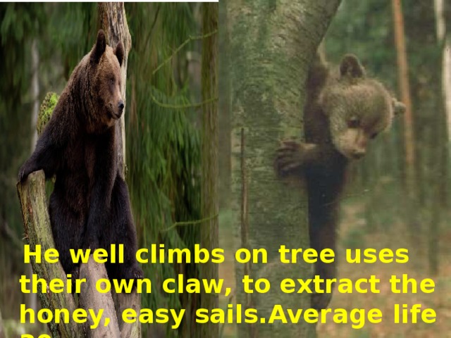 He well climbs on tree uses their own claw, to extract the honey, easy sails.Average life 30 years