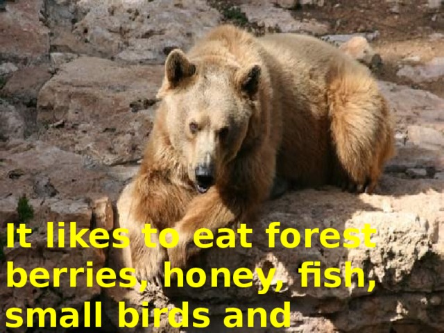 It likes to eat forest berries, honey, fish, small birds and animals too