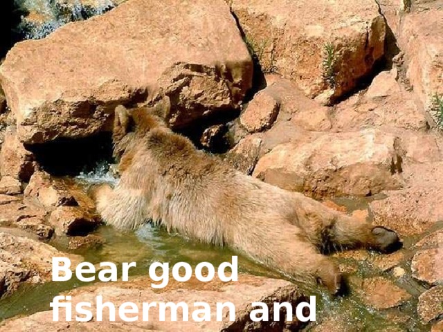 Bear good fisherman and huntsman  .