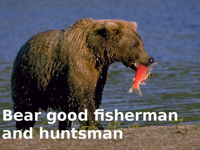Bear good fisherman and huntsman
