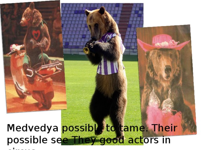 Medvedya possible to tame. Their possible see They good actors in circus