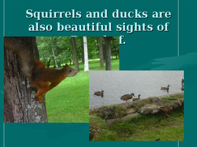 Squirrels and ducks are also beautiful sights of Peterhof.