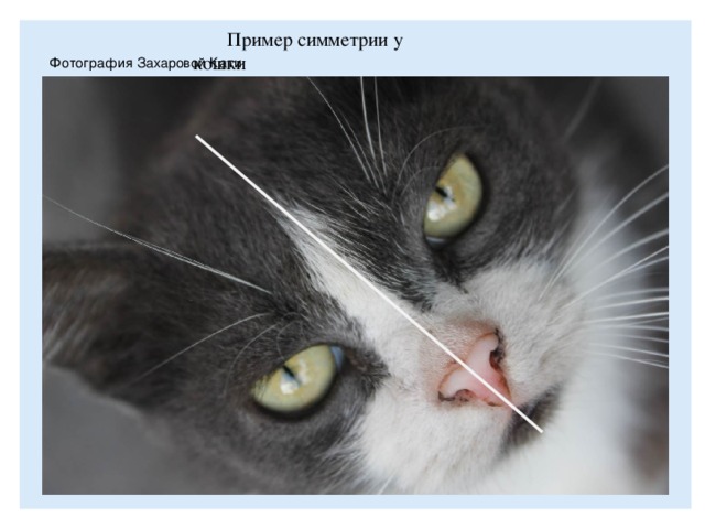Пример симметрии у кошки Фотография Захаровой Кати