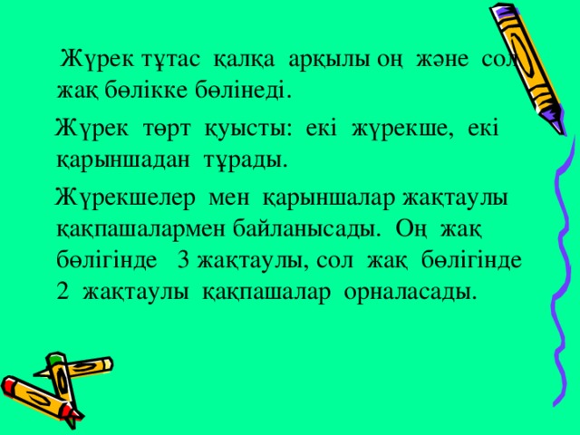 Жүрек тұтас қалқа арқылы оң және сол жақ бөлікке бөлінеді.  Жүрек төрт қуысты: екі жүрекше, екі қарыншадан тұрады.  Жүрекшелер мен қарыншалар жақтаулы қақпашалармен байланысады. Оң жақ бөлігінде 3 жақтаулы, сол жақ бөлігінде 2 жақтаулы қақпашалар орналасады.