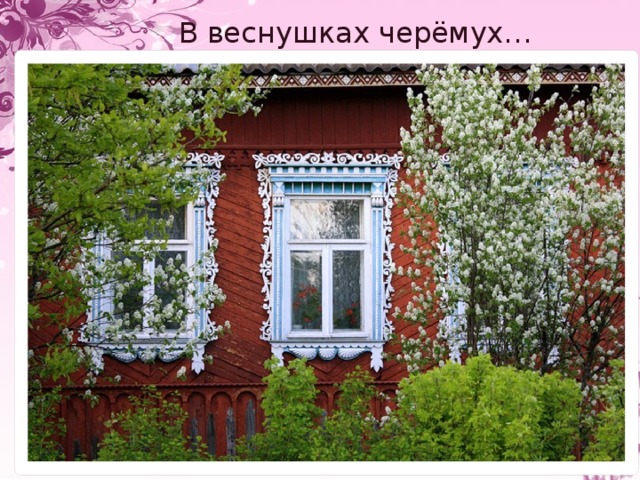 В веснушках черёмух…