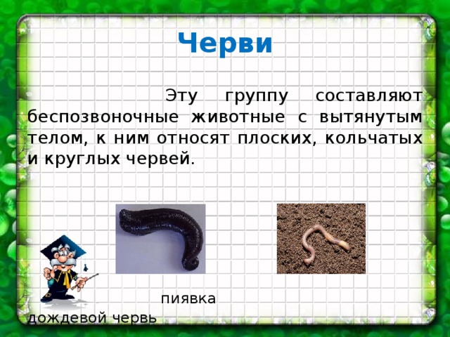 Черви  Эту группу составляют беспозвоночные животные с вытянутым телом, к ним относят плоских, кольчатых и круглых червей.  пиявка дождевой червь