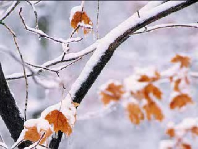 Yesenin died on the night of Dec. 27, 1925. He wrote his last poem in his own blood. Shortly before his death, when he was at hospital he wrote: « Maple bare of foliage, freezing in the snowstorm,  Why are  you bent over as the wind is blowing? Have you witnessed something?  Have you heard   some tidings?  It's as if beyond the village you've gone striding… »         