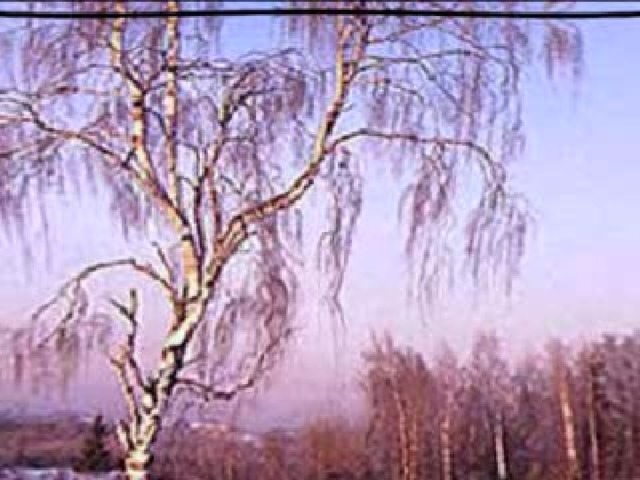 Just below my window  Stands a birch-tree white,  Under snow in winter  Gleaming silver bright  On the fluffy branches  Sparkling in a row  Dangle pretty tassels  Of the purest snow.