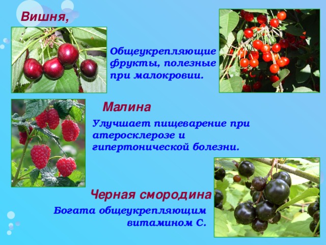 Вишня, черешня Общеукрепляющие фрукты, полезные при малокровии. Малина Улучшает пищеварение при атеросклерозе и гипертонической болезни. Черная смородина Богата общеукрепляющим витамином С.