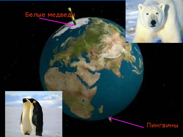 Белые медведи Пингвины