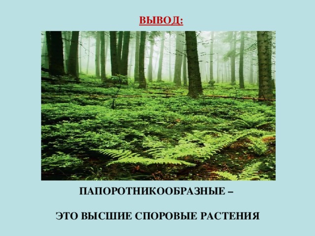 ВЫВОД:     ПАПОРОТНИКООБРАЗНЫЕ –  ЭТО ВЫСШИЕ СПОРОВЫЕ РАСТЕНИЯ