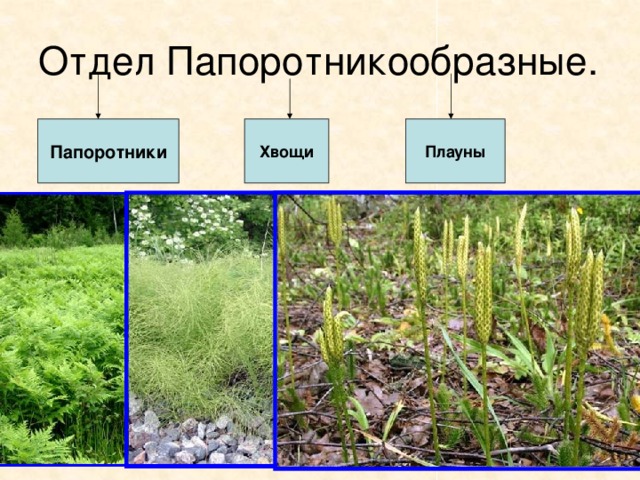 Водоросли в отличие от папоротников являются