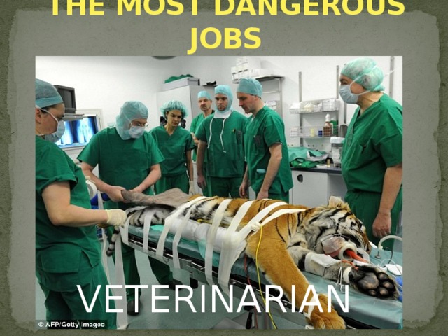 THE MOST DANGEROUS JOBS PILOT VETERINARIAN