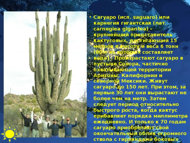 Сагуаро (исп. saguaro) или карнегия гигантская (лат. carnegiea gigantea) - крупнейший представитель кактусовых, достигающий 15 метров в высоту и веса 6 тонн (80% из которых составляет вода) . Произрастают сагуаро в пустыне Сонора, частично охватывающей территории Аризоны, Калифорнии и северной Мексики. Живут сагуаро до 150 лет. При этом, за первые 30 лет они вырастают не более чем на метр. Затем следует период относительно быстрого роста, когда кактус прибавляет порядка миллиметра ежедневно. И только к 70 годам сагуаро приобретают свой окончательный облик огромного ствола с гирляндами боковых отростков