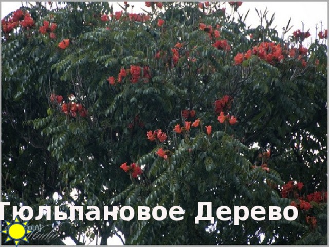 Тюльпановое Дерево