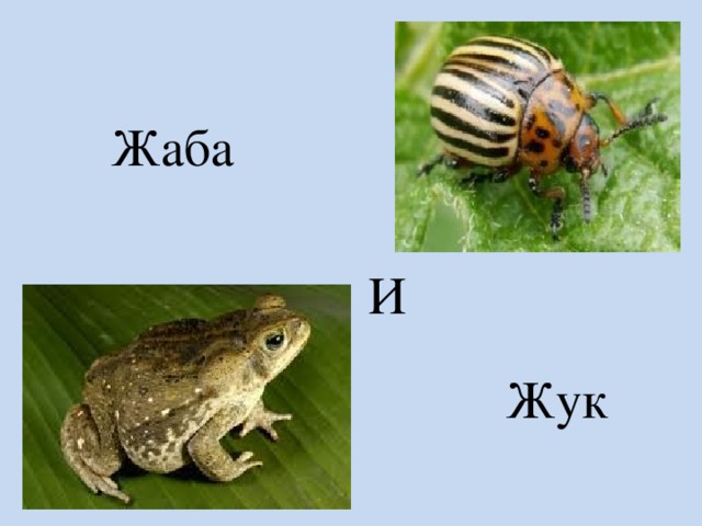 Жаба И Жук