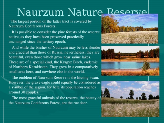 Naurzum Nature Reserve    The largest portion of the latter tract is covered by Naurzum Coniferous Forests.  It is possible to consider the pine forests of the reserve native, as they have been preserved practically unchanged since the tertiary epoch.  And while the birches of Naurzum may be less slender and graceful than those of Russia, nevertheless, they are beautiful, even those which grow near saline lakes. These are of a special kind, the Kyrgyz Birch, endemic of Northern Kazakhstan. They grow in a comparatively small area here, and nowhere else in the world.  The emblem of Naurzum Reserve is the hissing swan. However, the grave eagle could equally be considered as a symbol of the region, for here its population reaches around 30 couples.  The most graceful animals of the reserve, the beauty of the Naurzum Coniferous Forest, are the roe deer.