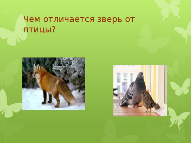 Чем отличается зверь от птицы?