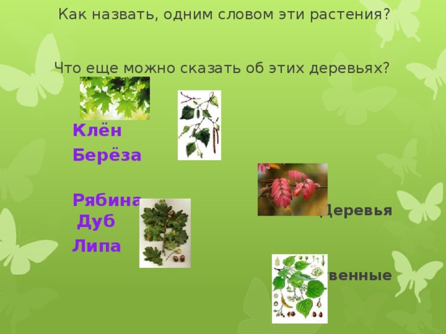 Как назвать, одним словом эти растения?    Что еще можно сказать об этих деревьях?  Клён Деревья  Берёза   Рябина Дуб   Липа Лиственные