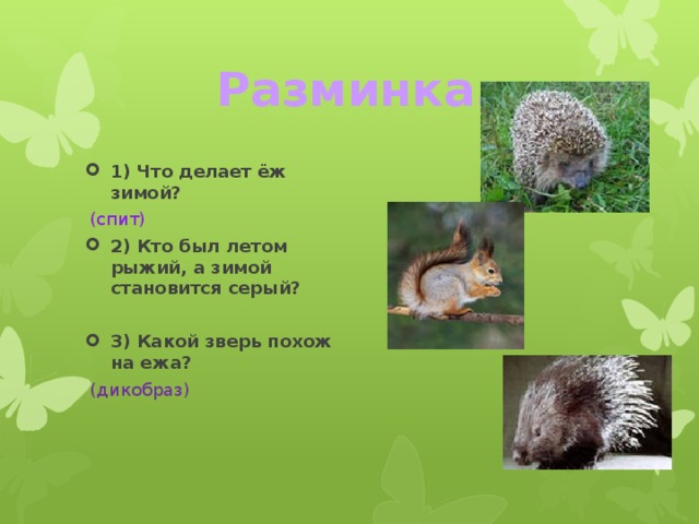 Разминка. 1) Что делает ёж зимой?  (спит) 2) Кто был летом рыжий, а зимой становится серый?  3) Какой зверь похож на ежа?  (дикобраз)