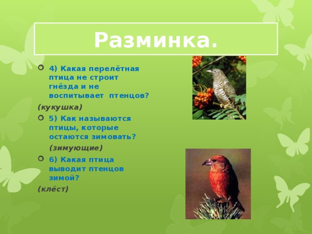 Разминка. 4) Какая перелётная птица не строит гнёзда и не воспитывает птенцов? (кукушка) 5) Как называются птицы, которые остаются зимовать?   (зимующие) 6) Какая птица выводит птенцов зимой? (клёст)