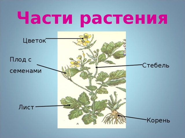 Части растения Цветок Плод с семенами Стебель Лист Корень