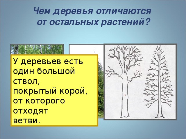 Чем деревья отличаются  от остальных растений? У деревьев есть один большой ствол, покрытый корой, от которого отходят ветви.