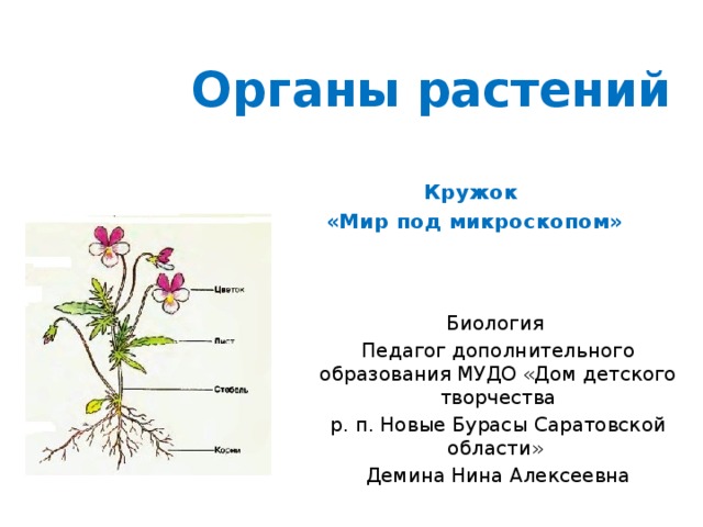 Перечислите органы растений