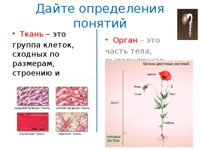 Дайте понятие ткани. Клетка ткань орган. Определение строение ткани. Строение органов растений. Ткани и органы растений.