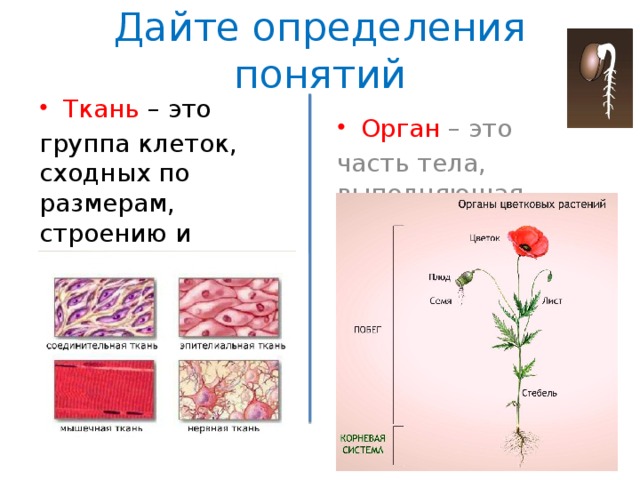 Почему растения состоят из разных тканей