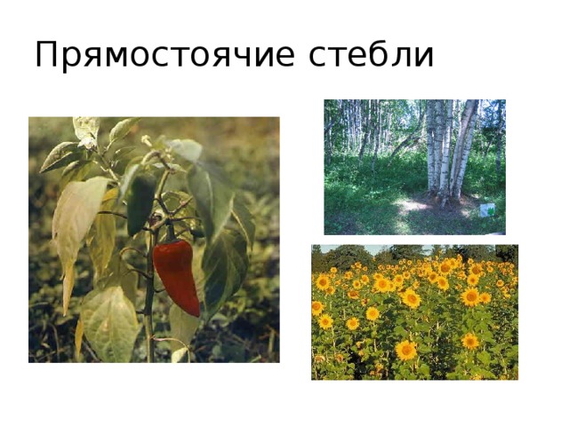 Прямостоячие стебли