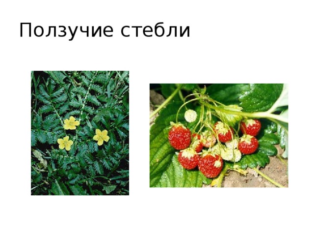 Ползучие стебли