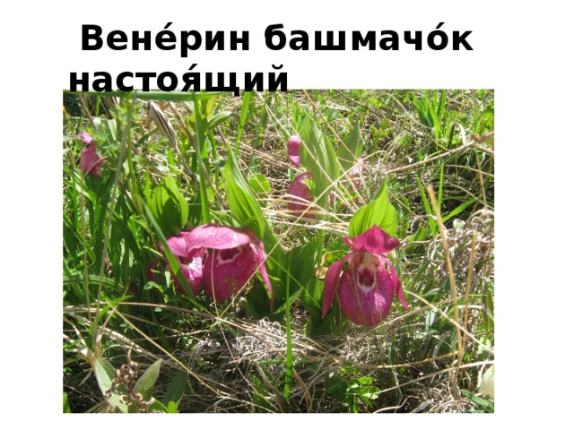 Цветы алтайского края занесенные в красную книгу фото