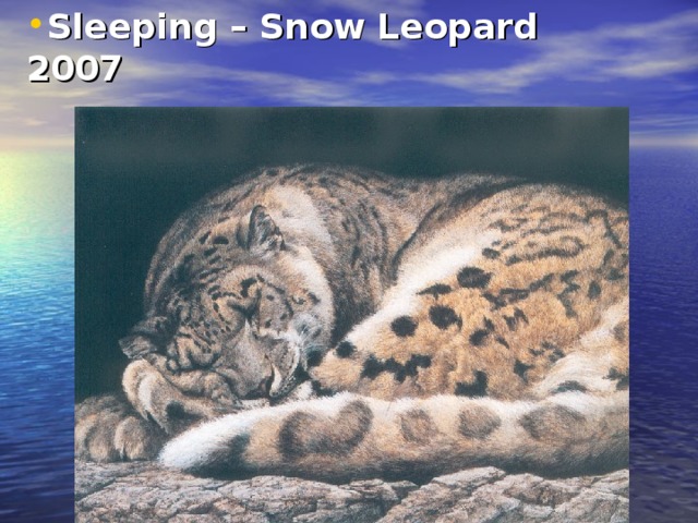 Sleeping – Snow Leopard  2007