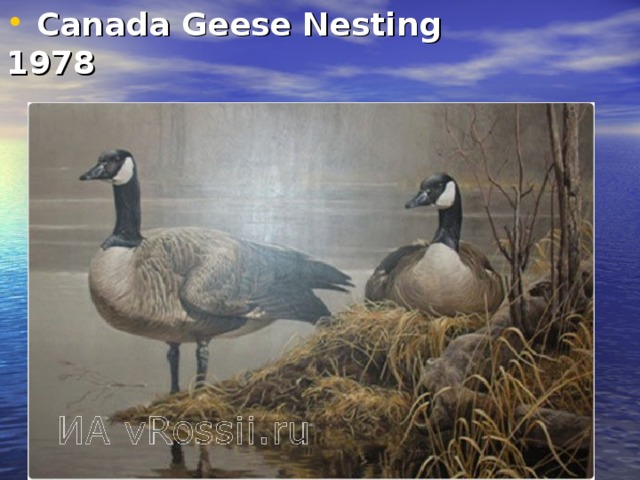 Canada Geese Nesting  1978