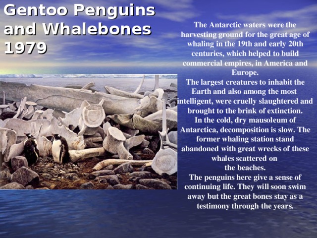 Gentoo Penguins  and Whalebones  1979   The Antarctic waters were the harvesting ground for the great age of whaling in the 19th and early 20th centuries, which helped to build commercial empires, in America and Europe. The largest creatures to inhabit the Earth and also among the most  intelligent, were cruelly slaughtered and brought to the brink of extinction. In the cold, dry mausoleum of Antarctica, decomposition is slow. The former whaling station stand abandoned with great wrecks of these whales scattered on the beaches. The penguins here give a sense of continuing life. They will soon swim away but the great bones stay as a testimony through the years.
