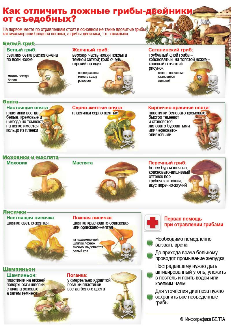 Проект по биологии 5 класс на тему грибы польза и вред