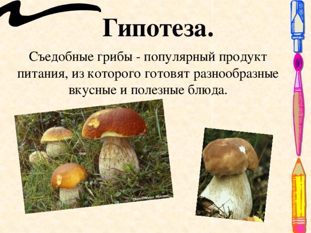Гипотеза. Съедобные грибы - популярный продукт питания, из которого готовят разнообразные вкусные и полезные блюда.