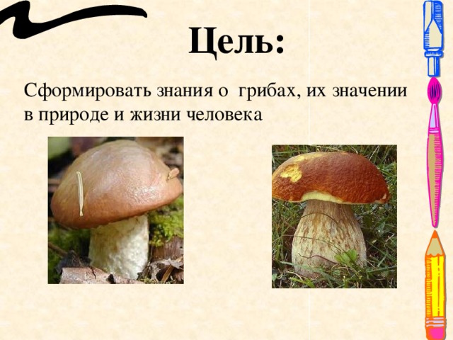 Цель: Сформировать знания о грибах, их значении в природе и жизни человека