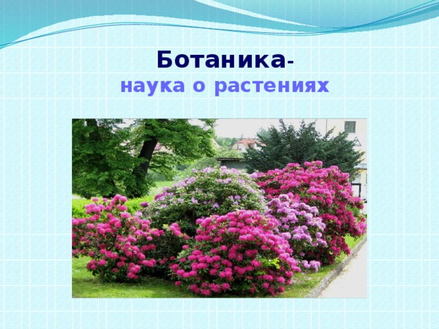 Ботаника -  наука о растениях