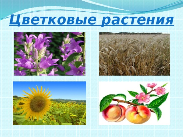 Цветковые растения