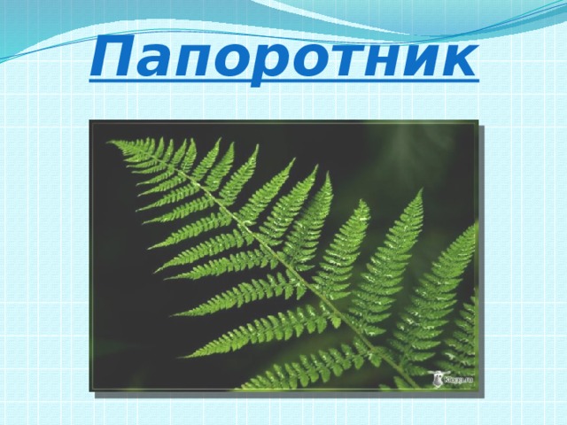 Папоротник