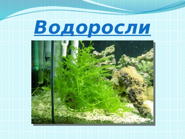 Водоросли