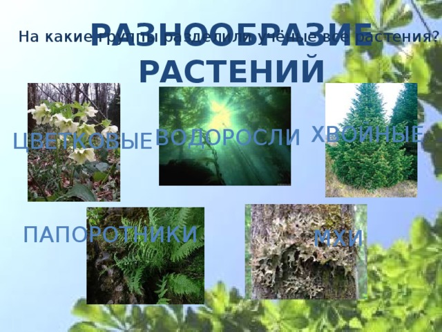 Водоросли цветковые растения. Окружающий мир 3 класс разнообразие растений лиственница. Каким группам растений относится роза, морская капуста клён. К каким группам относится роза лиственница морская капуста клен кедр. Морская капуста клен кедр.