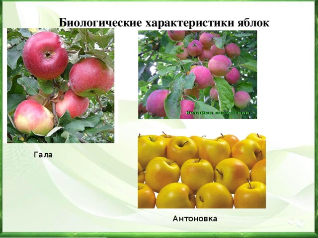 Биологические характеристики яблок Гала Антоновка