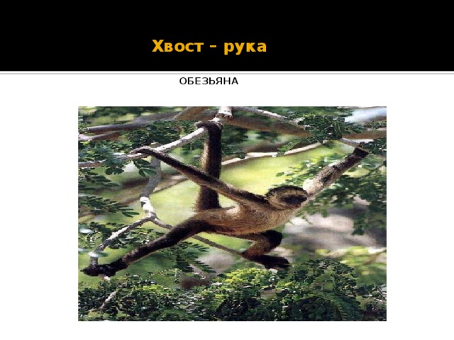 Хвост – рука   ОБЕЗЬЯНА